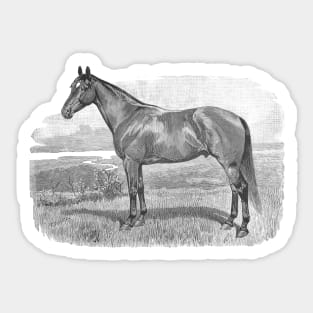 Horse Breed Black & White Illustration Sticker